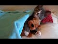 Cute Kitten Hugs His Teddy Bear (with Music)