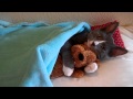 View Video