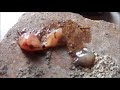 Rockin' Robin||Homeschool Nature Study