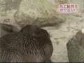 Japanese Qigong(kikou) doctor Kanzawa - Amazing!