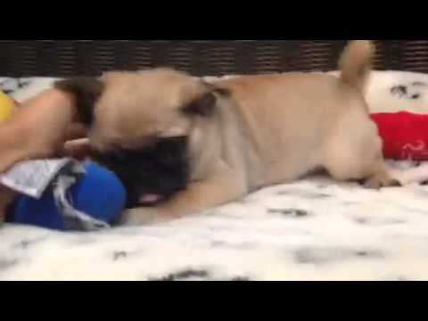Charming little Pug puppy!