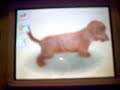 My nintendogs newest trick My nintendogs newest trick