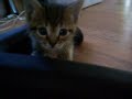 kittenZZZZZ