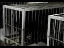 Help end global animal abuse with WSPA