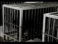 Help end global animal abuse with WSPA