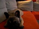 daphn�e la bouledogue