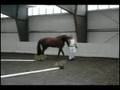 Farrington KWPN Keur (Wellington x Doruto)