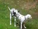 dogs havin fun