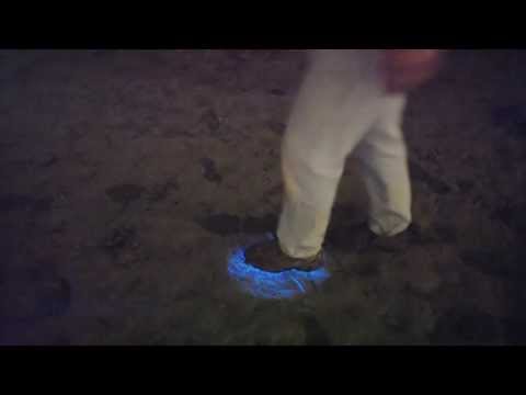 bio luminescence - When conditions are right, algae (plankton) blooms creating an algal bloom. These blooms look red during the day, also called Red Tides. At night these algae...