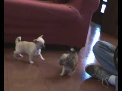 Guarda video cuccioli chihuahua a pelo corto e lungo.