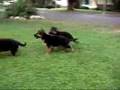 Cute German Shepherd Puppies at Play!