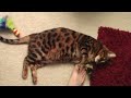 bengal kitty