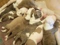 puppies