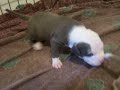 puppies