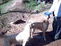 Concentración Retrievers Moià 2009. Parte 3