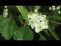 Click here to watch this video Blessing to the World POEATREEMAN on Xanga.flv