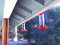 Hummingbirds June 17, 2007