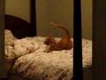 Psycho Kitty Jestefer