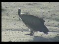 Pied Crows Pecks Vulture
