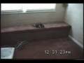 Getting Chased by a Ferret