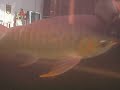 golden-arwana.html