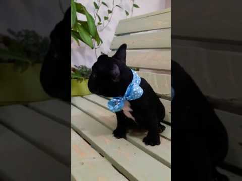 Beatiful Male French Bulldog