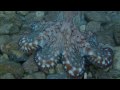 Freediving in Israel - Sweet Disposition