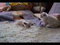 Our two Ragdoll Cross Kittens at about 15 weeks. Here they are playing, pouncing and grooming.
