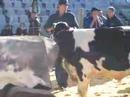 Bull Mounting On Special Seamen Collector #2