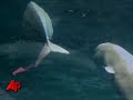 Newborn Beluga Dies at Chicago Aquarium