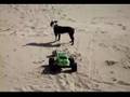 Boston Terrier video