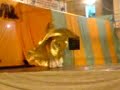 Khalida Zareen com o seu V�u Wings