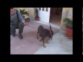 M�rida con gatos.
