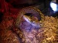 baby yellow-head reticulated python showing her aggression