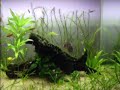 Aqu�rio 200 litros, plantado, ph 6.4