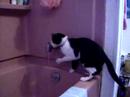 caesar playing with water