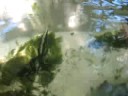 Jog Fish Pond - Episode 18 (Angelfish Care) Jog Fish Pond - Episode 18 (Angelfish Care)