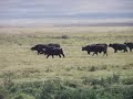 lioness and buffalo play tag