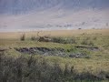 lioness and buffalo play tag