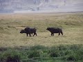 lioness and buffalo play tag
