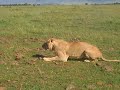 Lions Poisoned - Mara Triangle