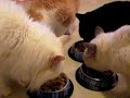 今日D貓又食濕糧.
