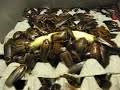 Blaptica dubia w/ a banana