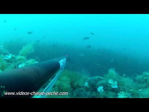 vidéos chasse sous marine hd - Tir d'un barracuda lors d'une partie de chasse-sous marine en méditerranée filmée en full HD avec une caméra embarquée GoPro HD 2. Chasse sous-marine en médi...