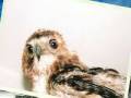 My birds