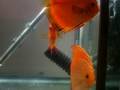videos de tyhj