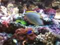 Marine Tank 6