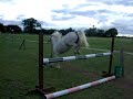 jumping ponies jumping ponies