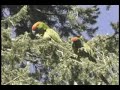 Thick-Billed Parrot Thick-Billed Parrot