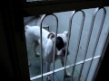 S� cara mas n�o sou pit bull!